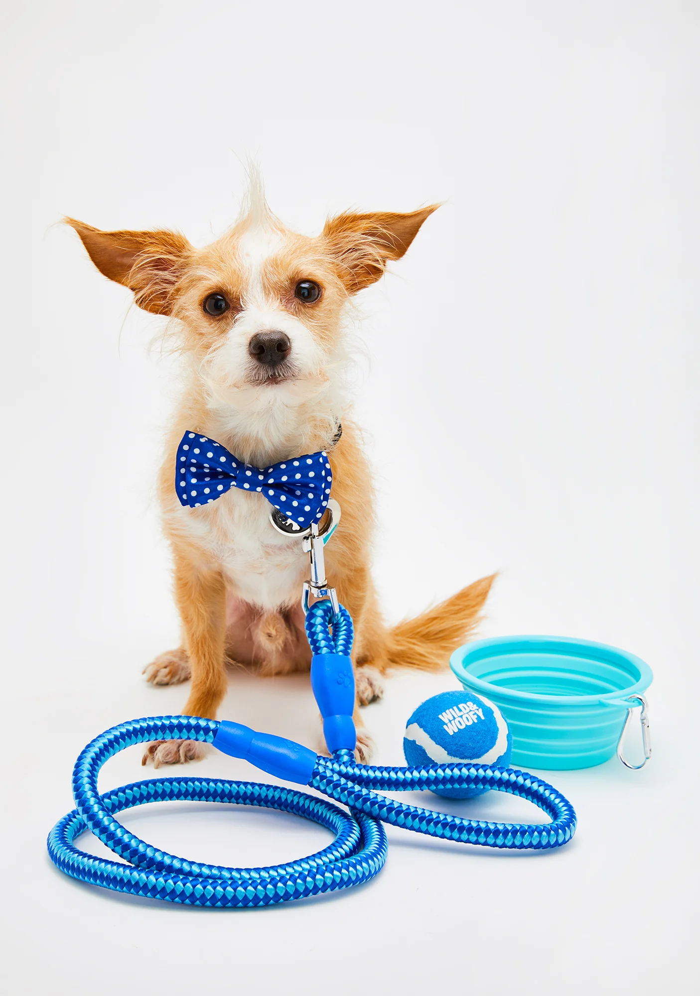 New Dog Starter Kit